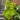Acer shirasawanum 'Moonrise' Maple Japanese Maple with seasonal foliage color