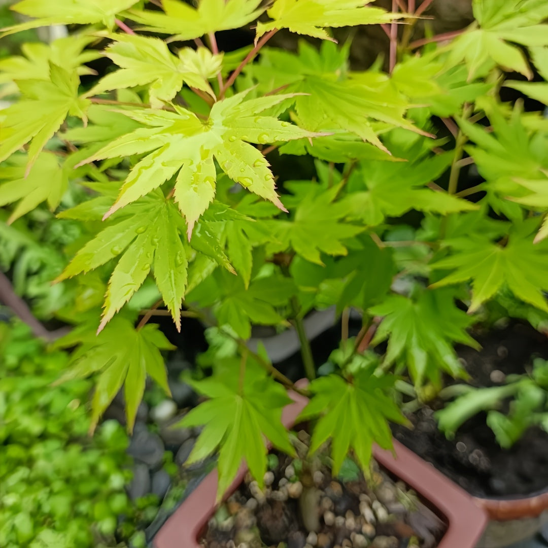 Acer shirasawanum 'Jordan' Maple