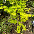 Acer shirasawanum 'Jordan' Maple