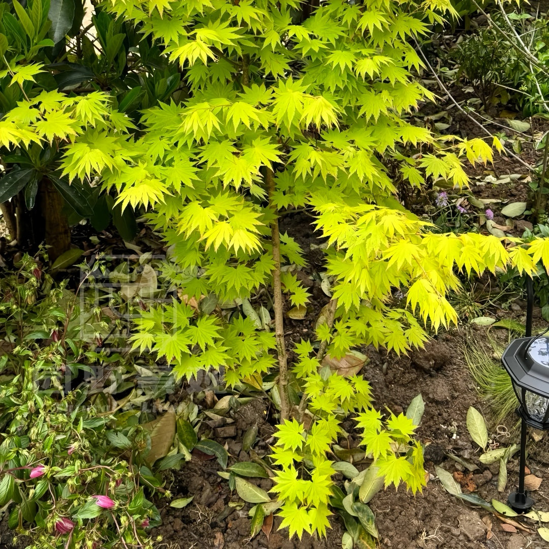 Acer shirasawanum 'Jordan' Maple