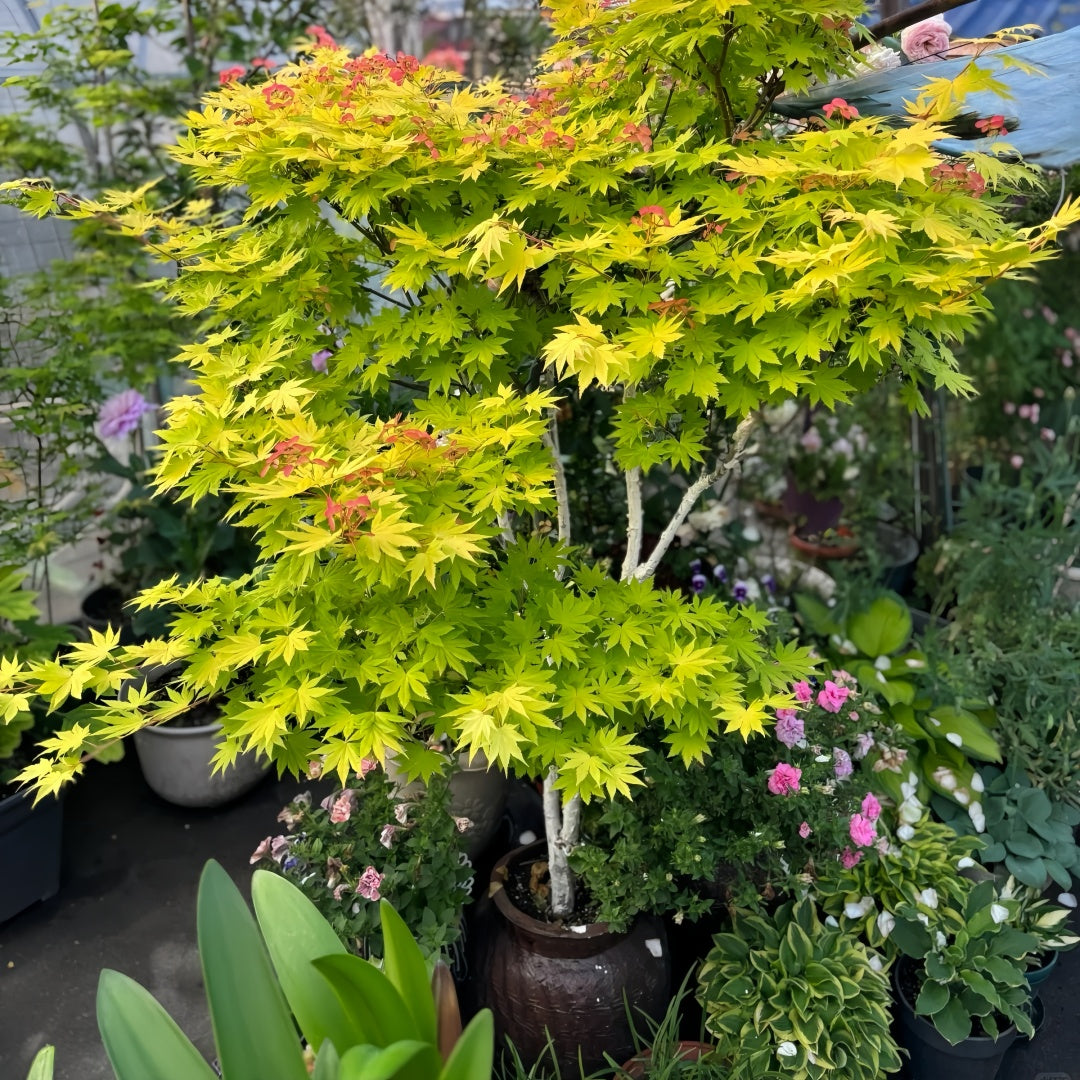 Acer shirasawanum 'Jordan' Maple