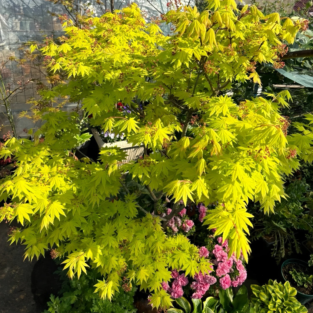 Acer shirasawanum 'Jordan' Maple