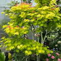 Acer shirasawanum 'Jordan' Maple
