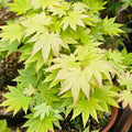 Acer shirasawanum 'Jordan' Maple