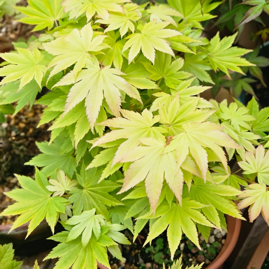 Acer shirasawanum 'Jordan' Maple