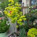Acer shirasawanum 'Jordan' Maple
