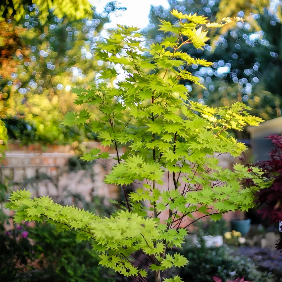 Acer shirasawanum 'Jordan' Maple