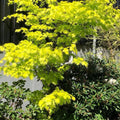 Acer shirasawanum 'Jordan' Maple
