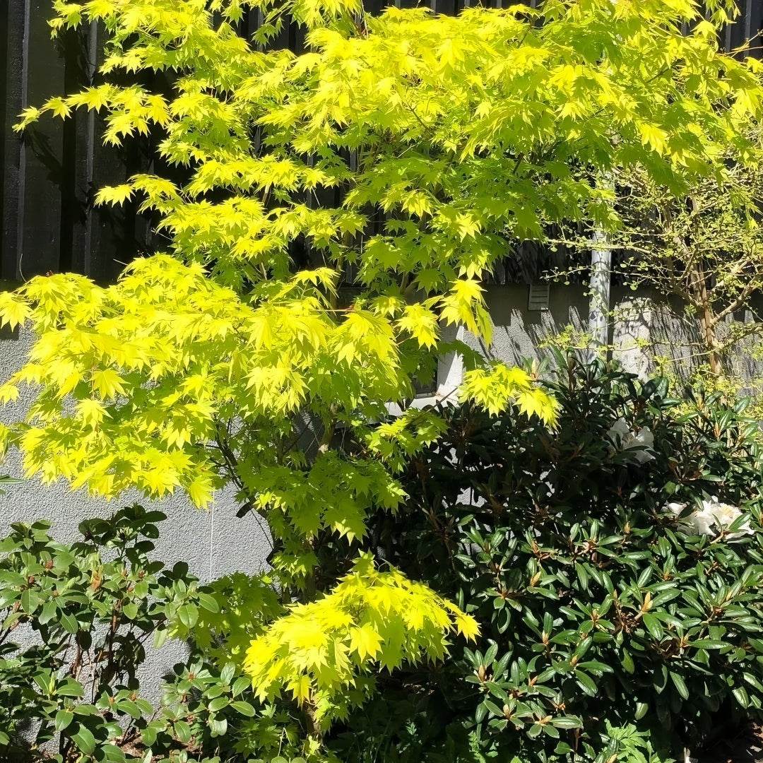 Acer shirasawanum 'Jordan' Maple