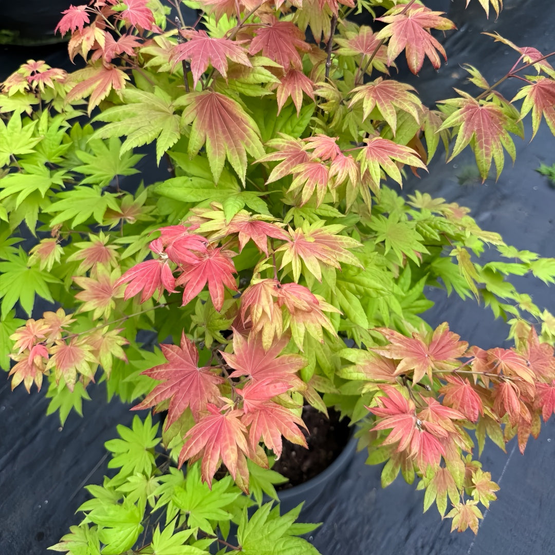 Acer shirasawanum 'Moonrise' Maple Japanese Maple with seasonal foliage color