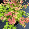 Acer shirasawanum 'Moonrise' Maple showing graceful branching and leaves