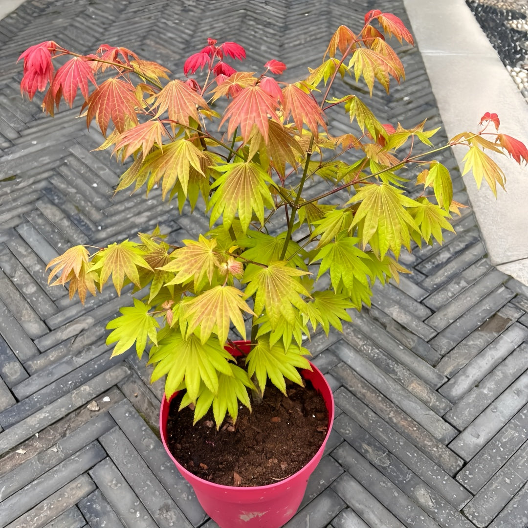 Acer shirasawanum 'Moonrise' Maple Japanese Maple with seasonal foliage color