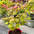 Acer shirasawanum 'Moonrise' Maple compact maple ideal for patios and bonsai