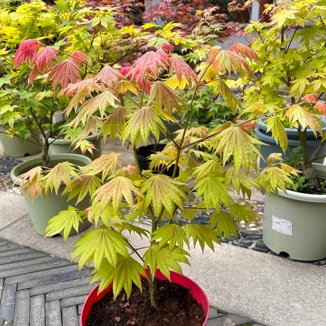 Acer shirasawanum 'Moonrise' Maple compact maple ideal for patios and bonsai