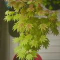 Acer shirasawanum 'Moonrise' Maple Japanese Maple with seasonal foliage color
