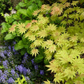 Acer shirasawanum 'Moonrise' Maple showing graceful branching and leaves