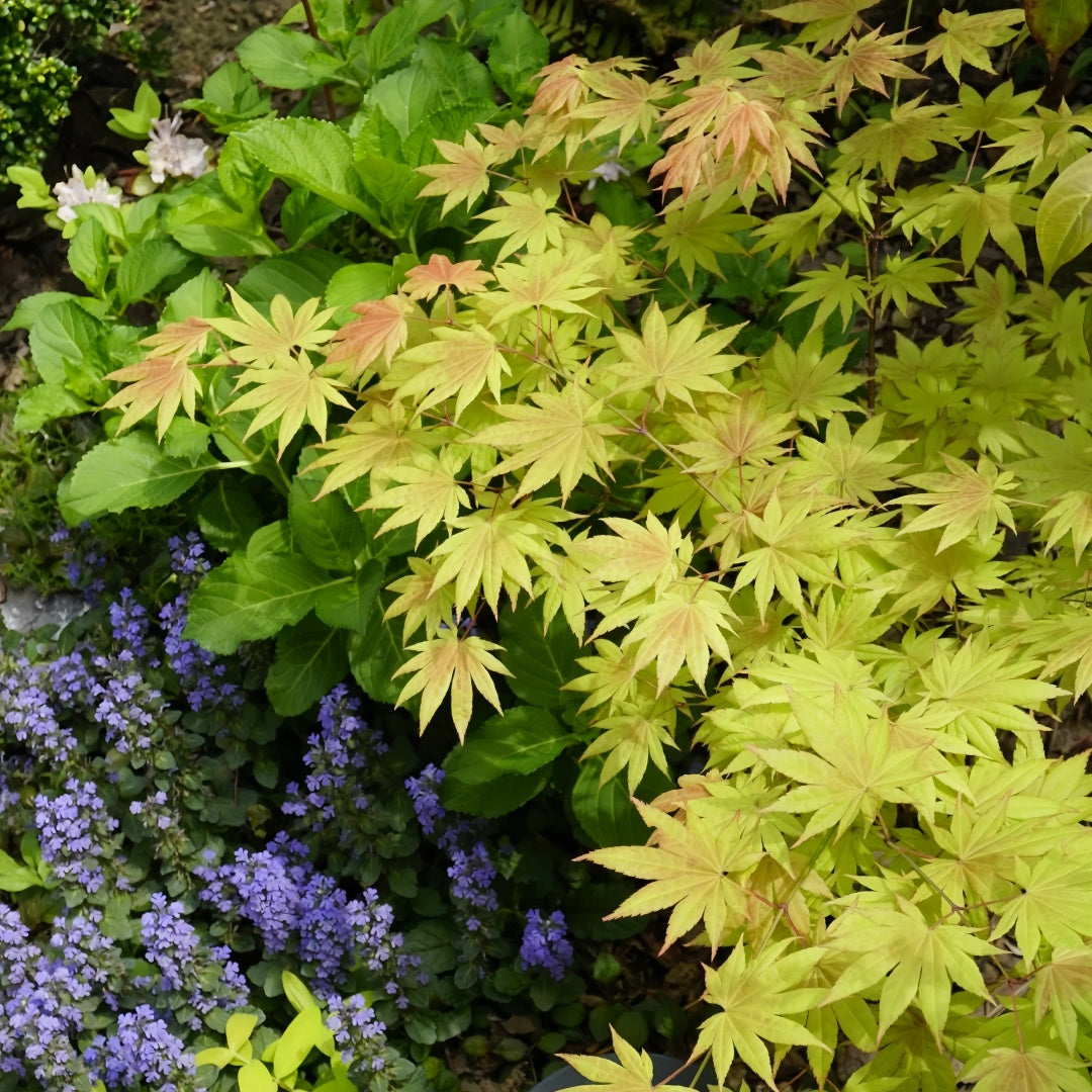 Acer shirasawanum 'Moonrise' Maple showing graceful branching and leaves