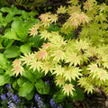 Acer shirasawanum 'Moonrise' Maple compact maple ideal for patios and bonsai