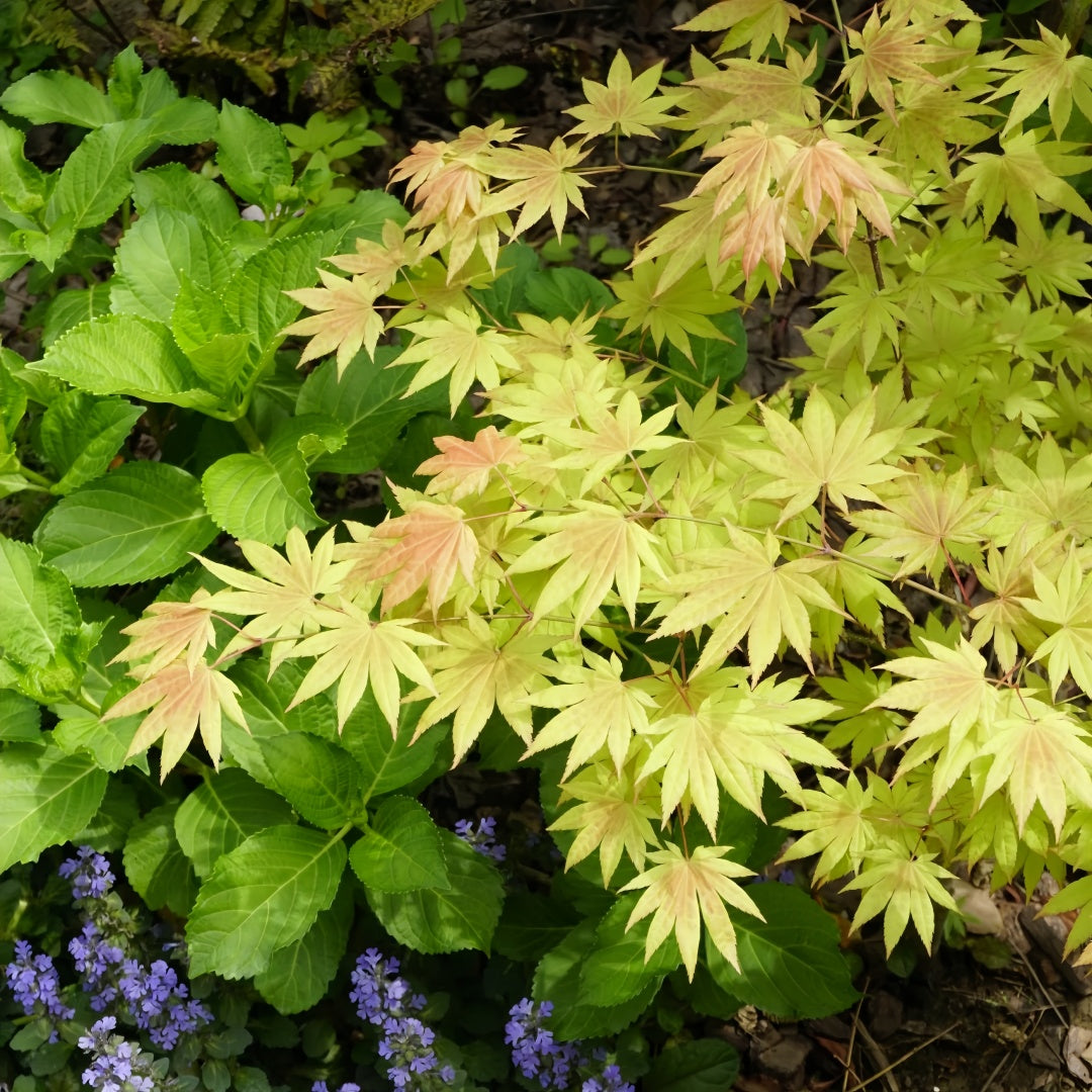 Acer shirasawanum 'Moonrise' Maple compact maple ideal for patios and bonsai