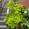 Acer shirasawanum 'Moonrise' Maple Japanese Maple with seasonal foliage color