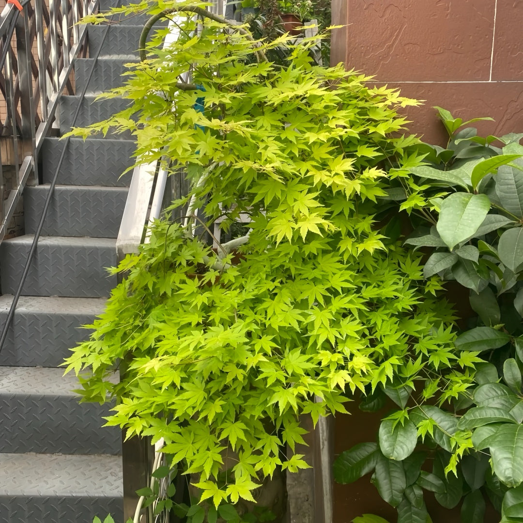 Acer shirasawanum 'Moonrise' Maple Japanese Maple with seasonal foliage color