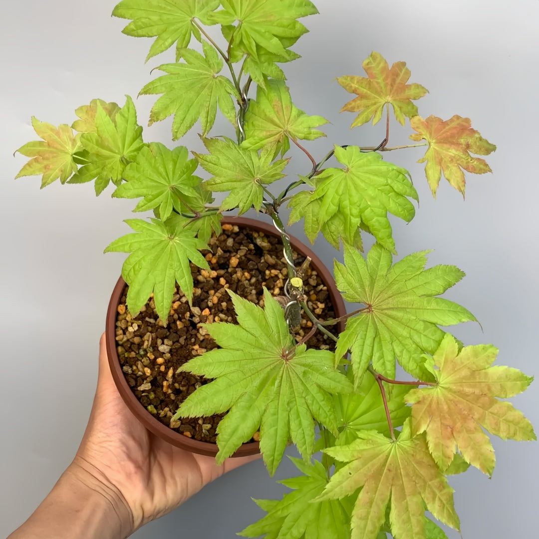 Acer shirasawanum 'Moonrise' Maple showing graceful branching and leaves