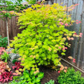 Acer shirasawanum 'Moonrise' Maple compact maple ideal for patios and bonsai