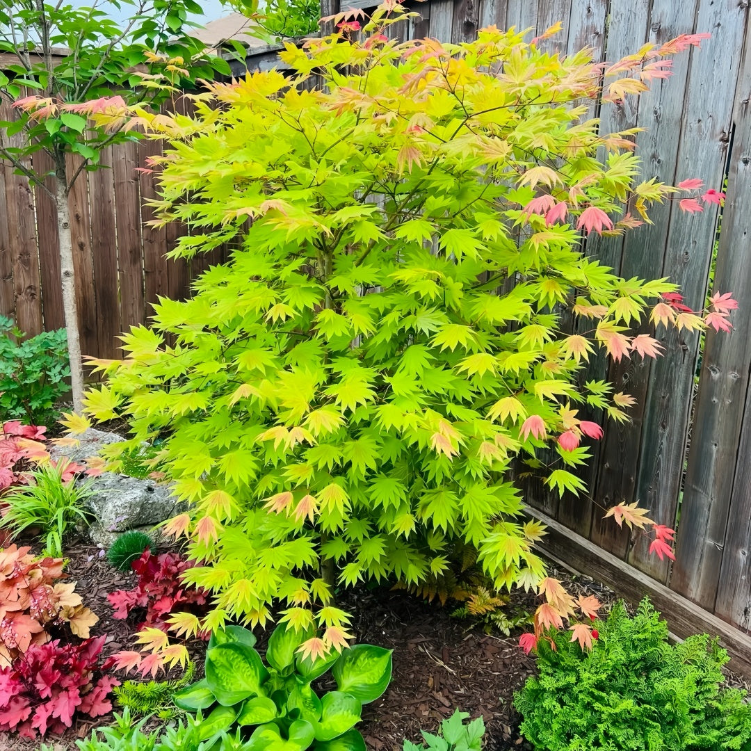 Acer shirasawanum 'Moonrise' Maple compact maple ideal for patios and bonsai