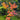 Acer sieboldianum 'Seki no kegon' Maple compact maple ideal for patios and bonsai