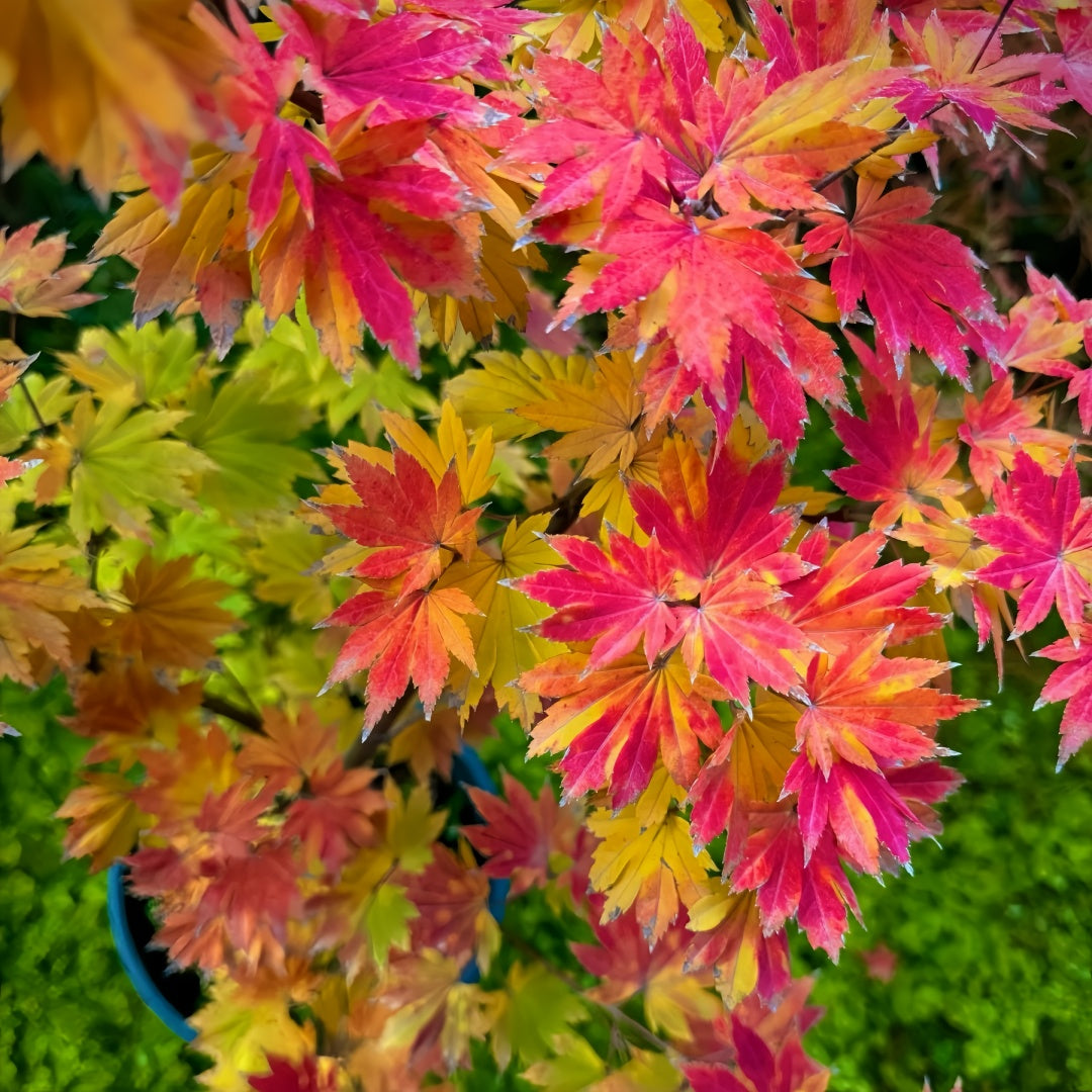 Acer sieboldianum 'Seki no kegon' Maple Japanese Maple with seasonal foliage color