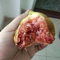 Adam Fig Tree with ripe red-fleshed figs and broad canopy