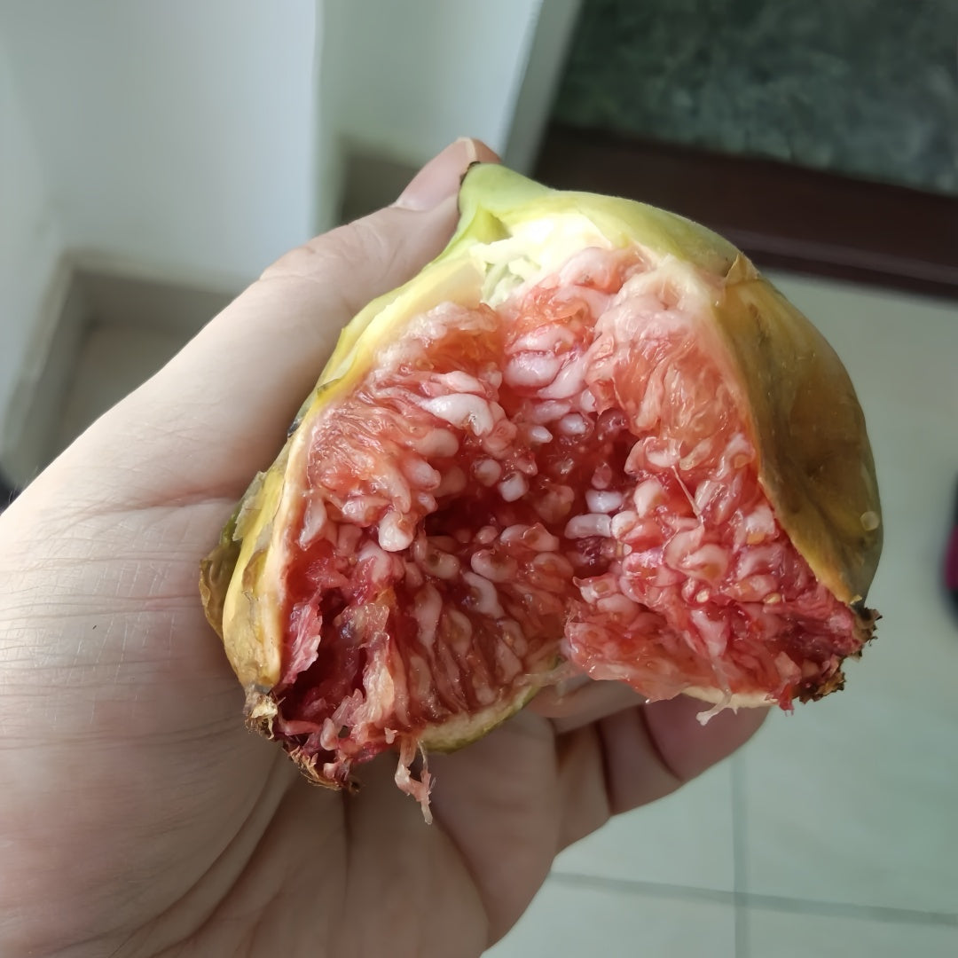 Adam Fig Tree with ripe red-fleshed figs and broad canopy