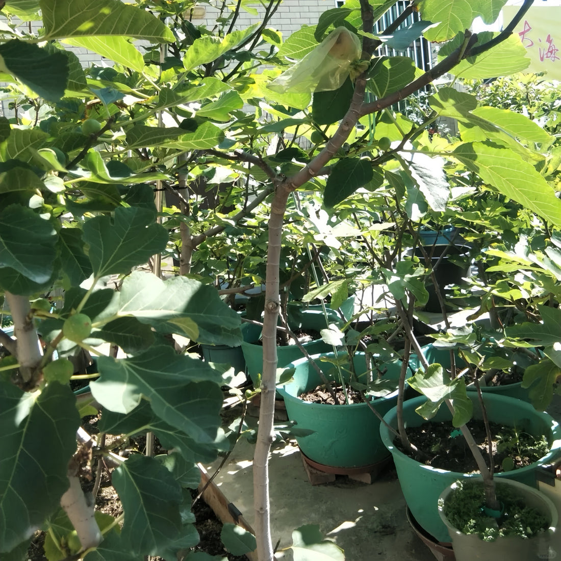 Adam Fig Tree with ripe red-fleshed figs and broad canopy