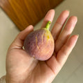 Adam Fig Tree with ripe red-fleshed figs and broad canopy