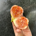 Adam Fig Tree with ripe red-fleshed figs and broad canopy