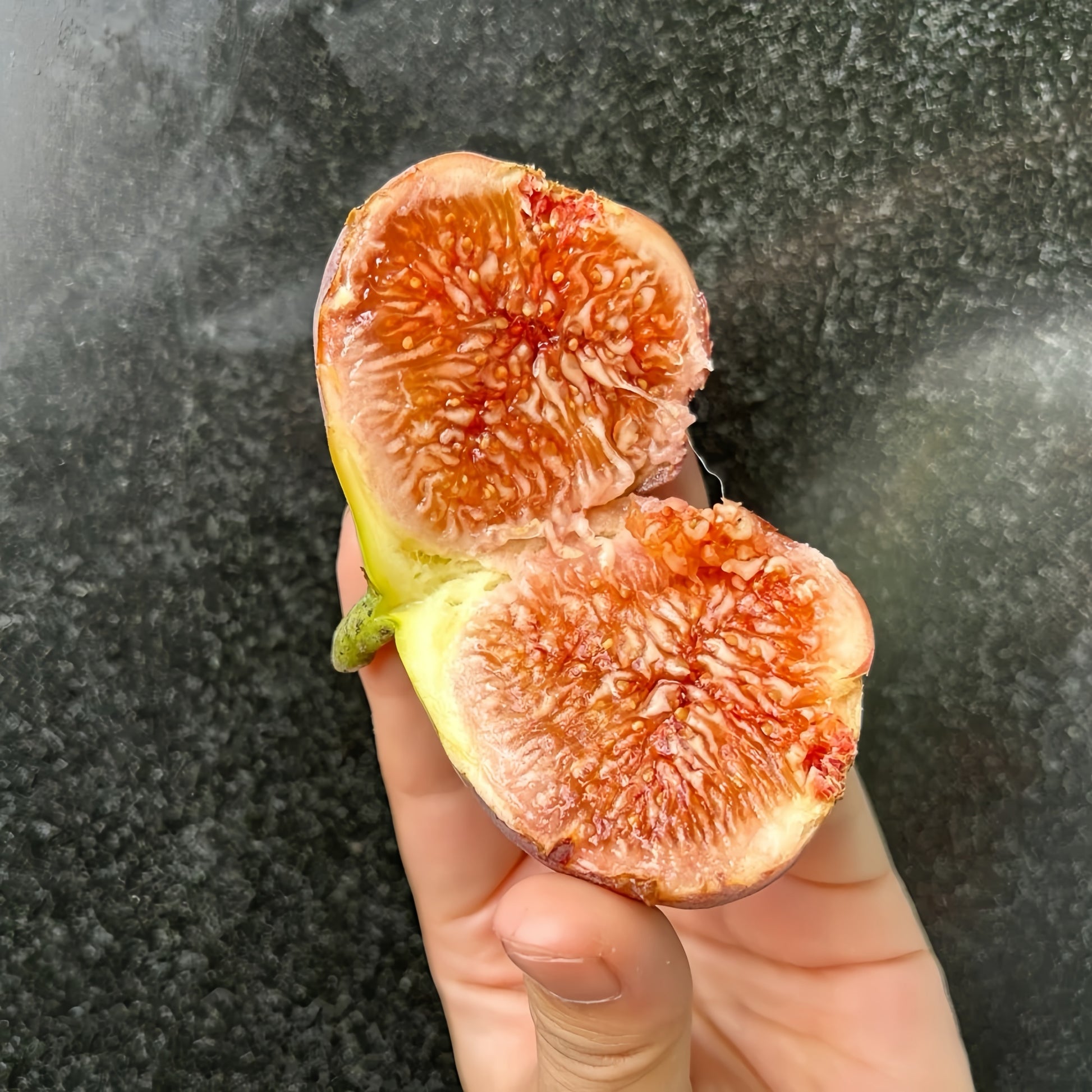 Adam Fig Tree with ripe red-fleshed figs and broad canopy