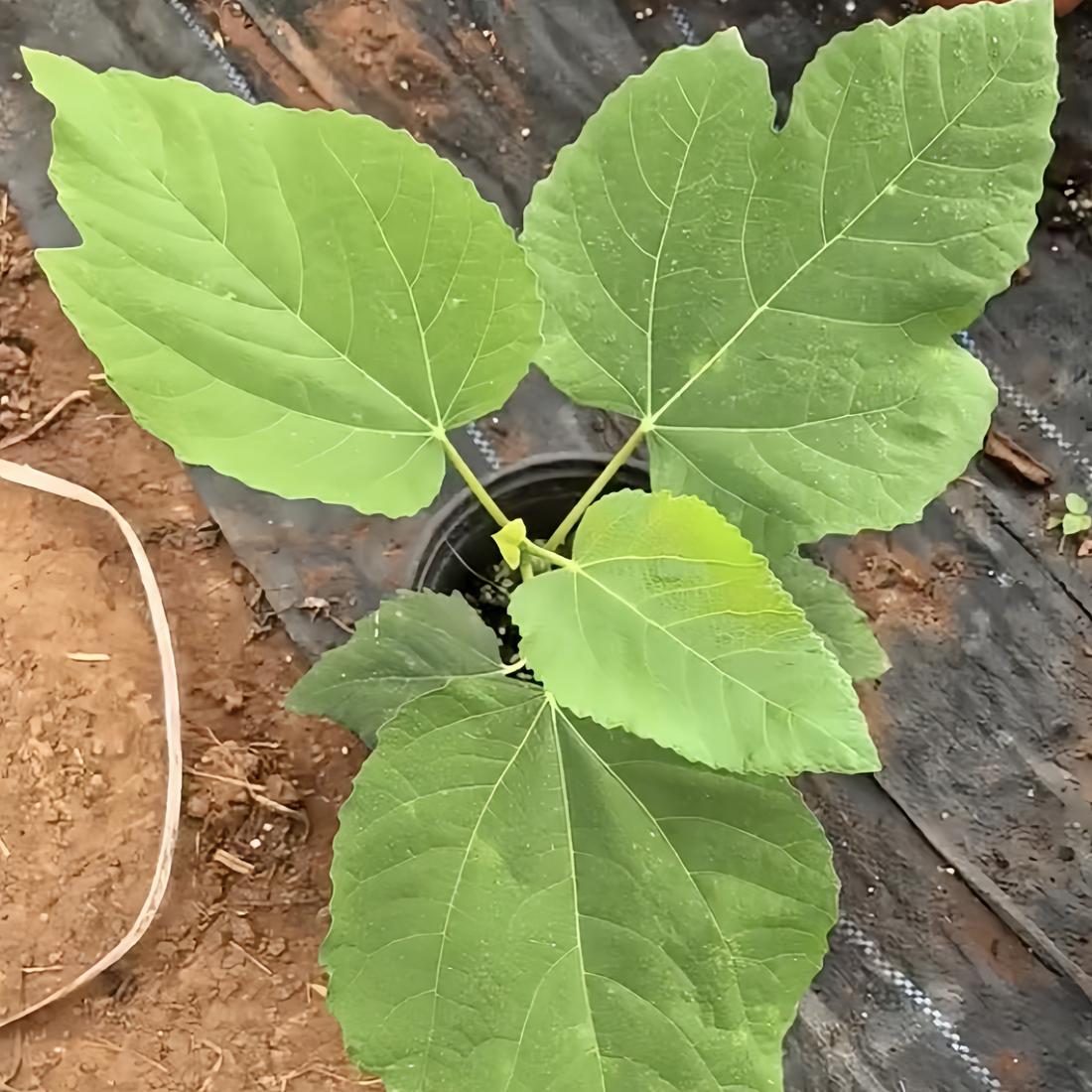 Adam Fig Tree with ripe red-fleshed figs and broad canopy