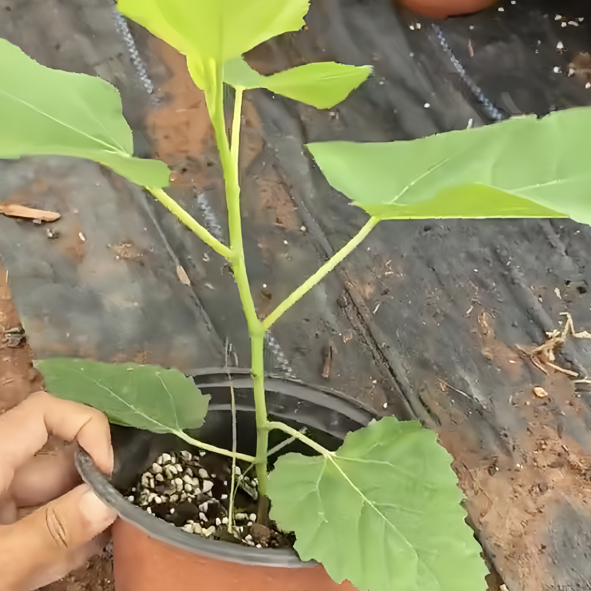 Adam Fig Tree with ripe red-fleshed figs and broad canopy