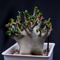 Adenium obesum Plant