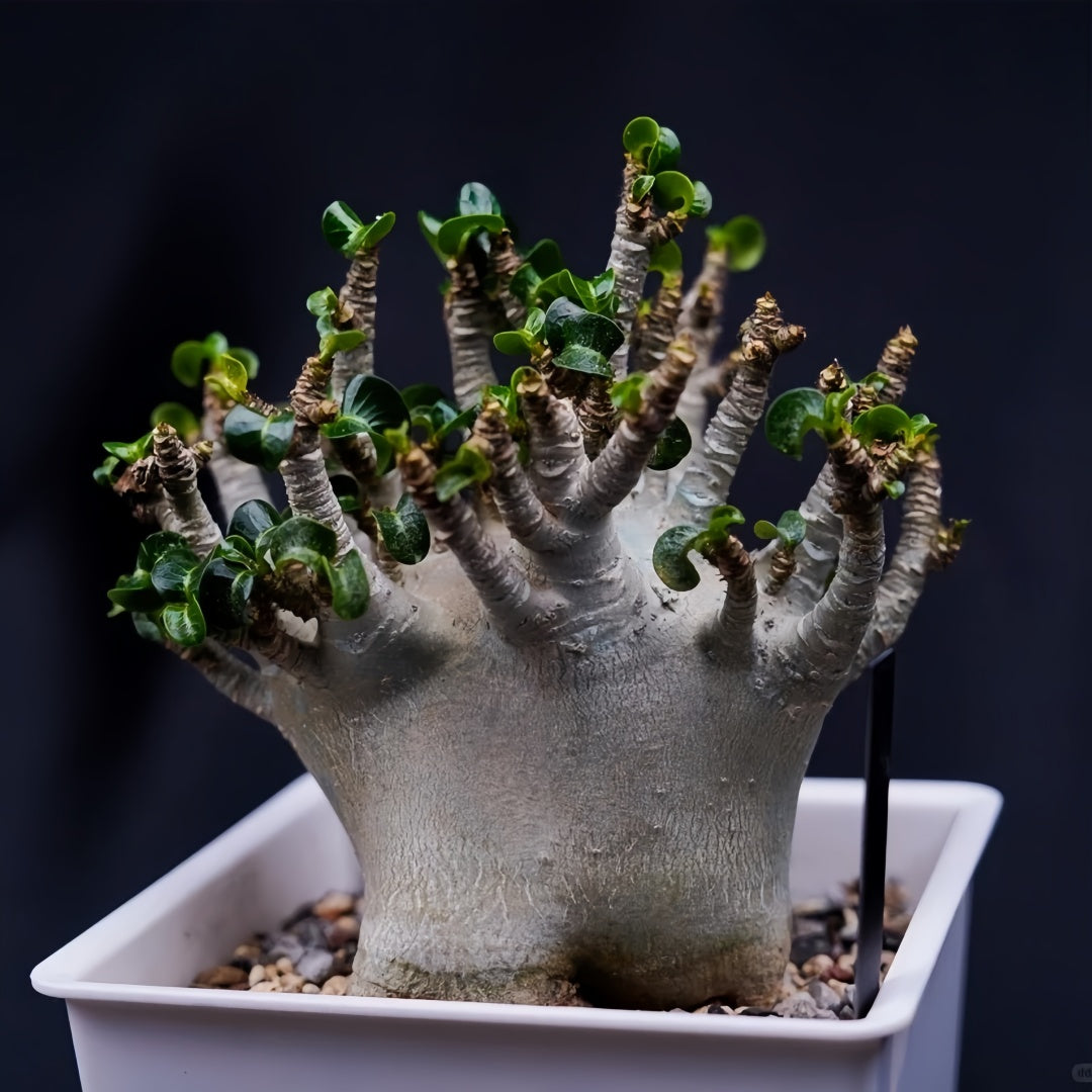 Adenium obesum Plant
