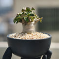 Adenium obesum Plant