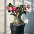 Adenium obesum Plant