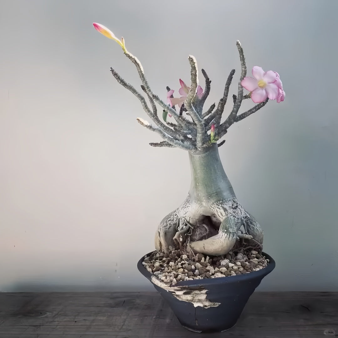 Adenium obesum Plant