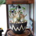 Adenium obesum Plant