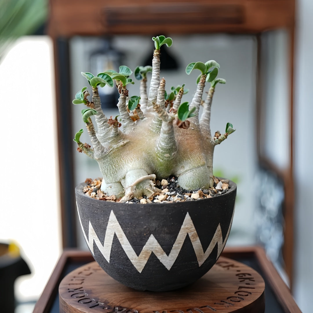 Adenium obesum Plant