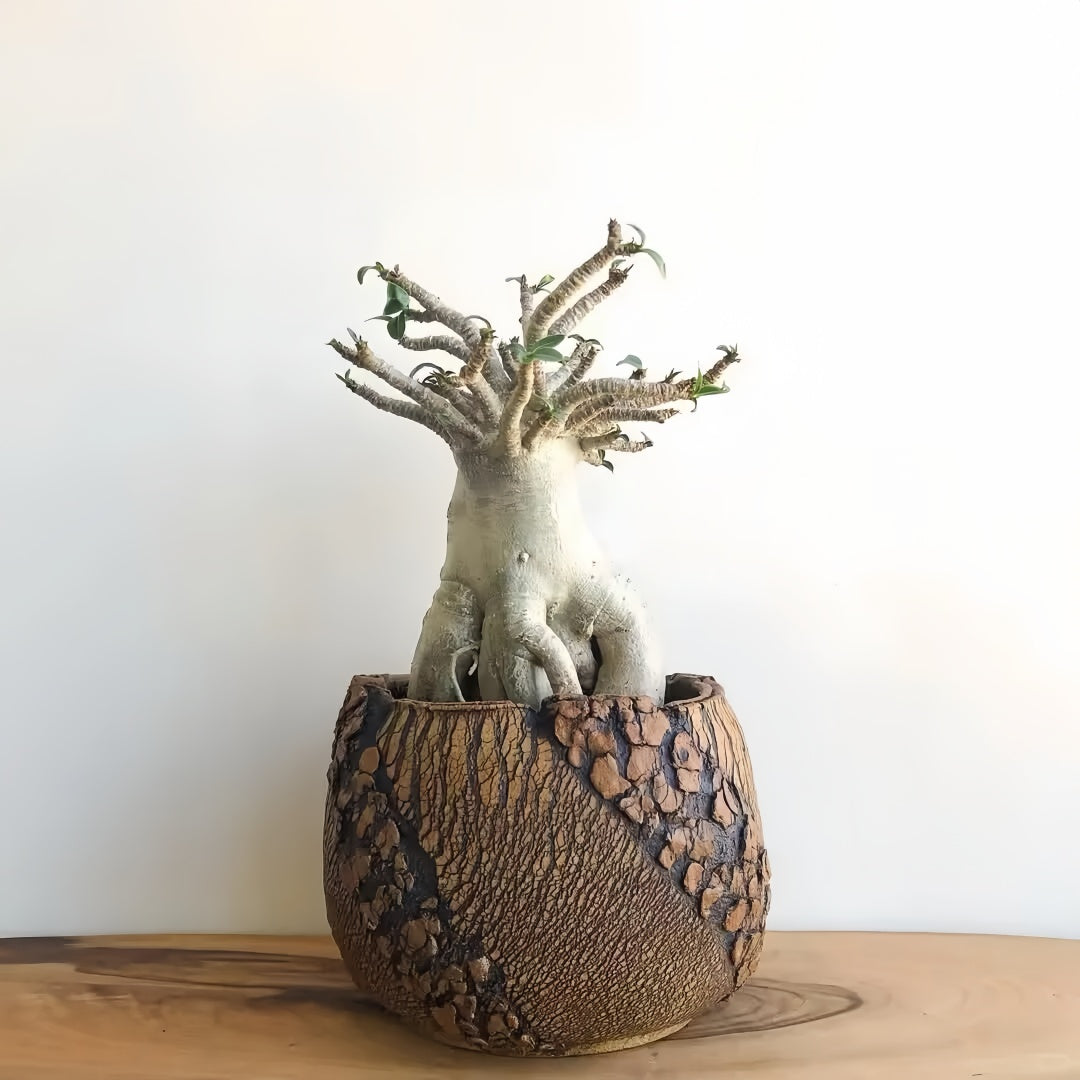 Adenium obesum Plant