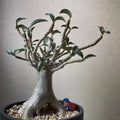 Adenium obesum Plant