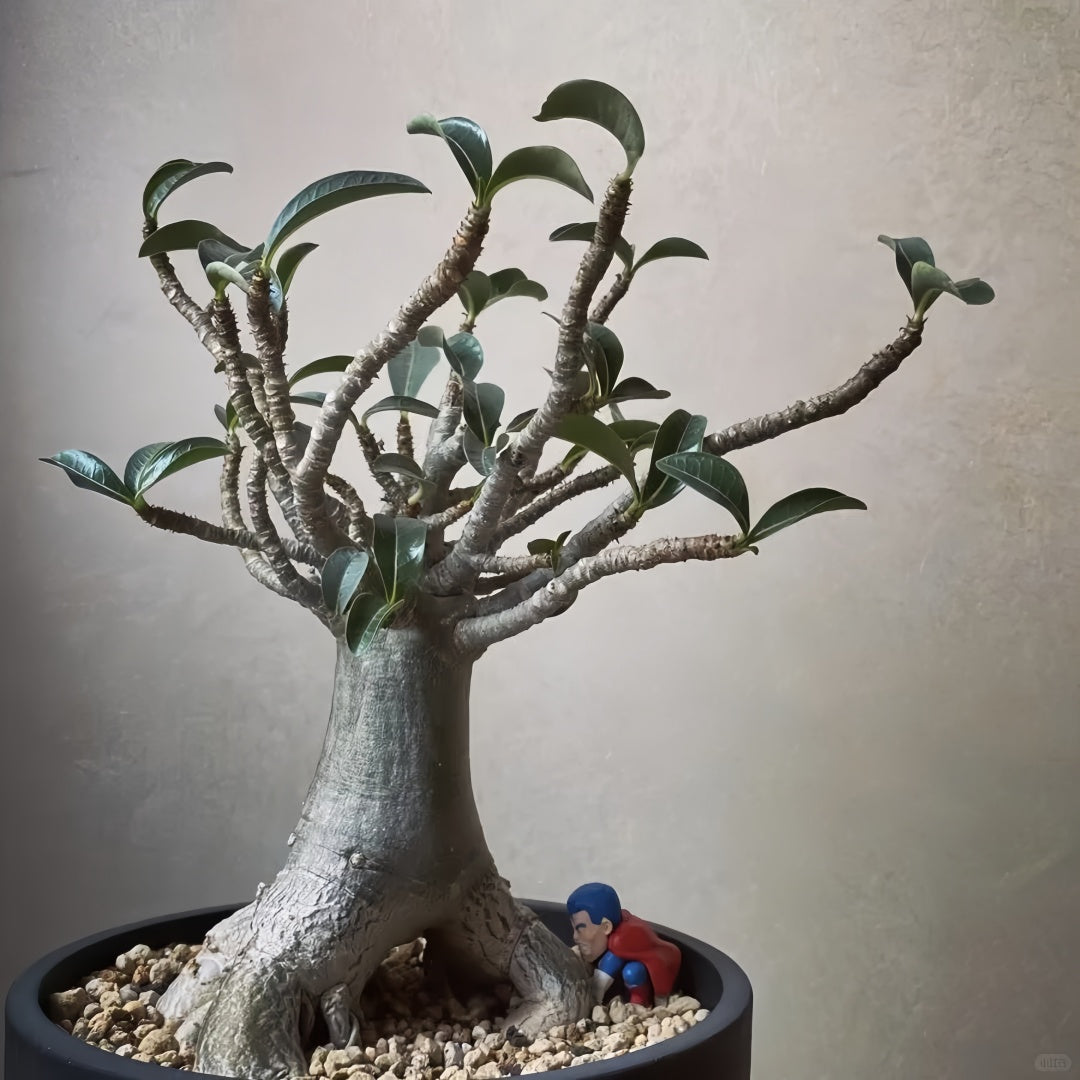 Adenium obesum Plant