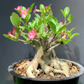Adenium obesum Plant