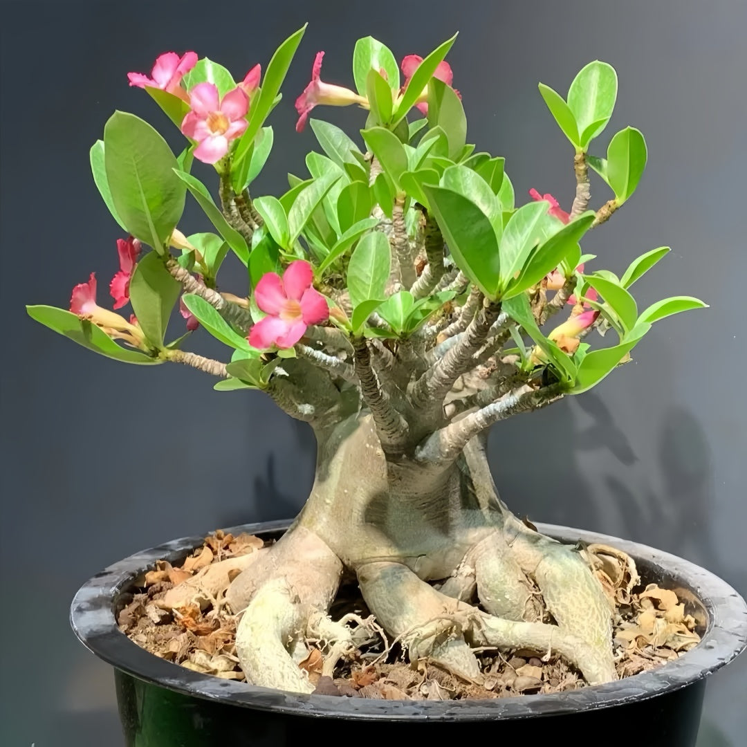 Adenium obesum Plant